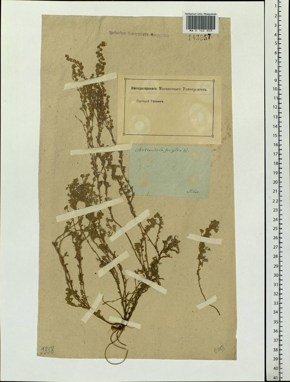 Artemisia frigida Willd., Siberia (no precise locality) (S0) (Russia)