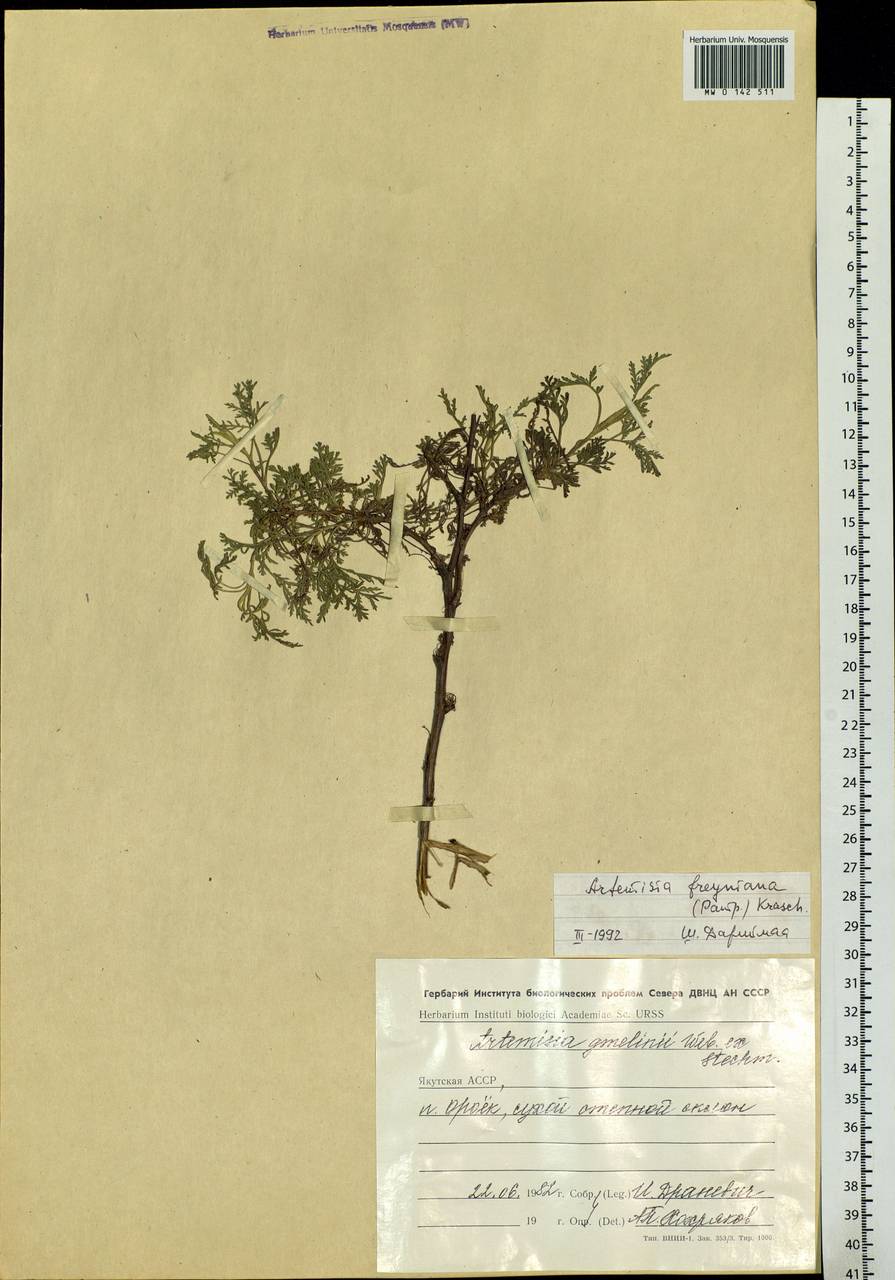 Artemisia freyniana (Pamp.) Krasch., Siberia, Chukotka & Kamchatka (S7) (Russia)