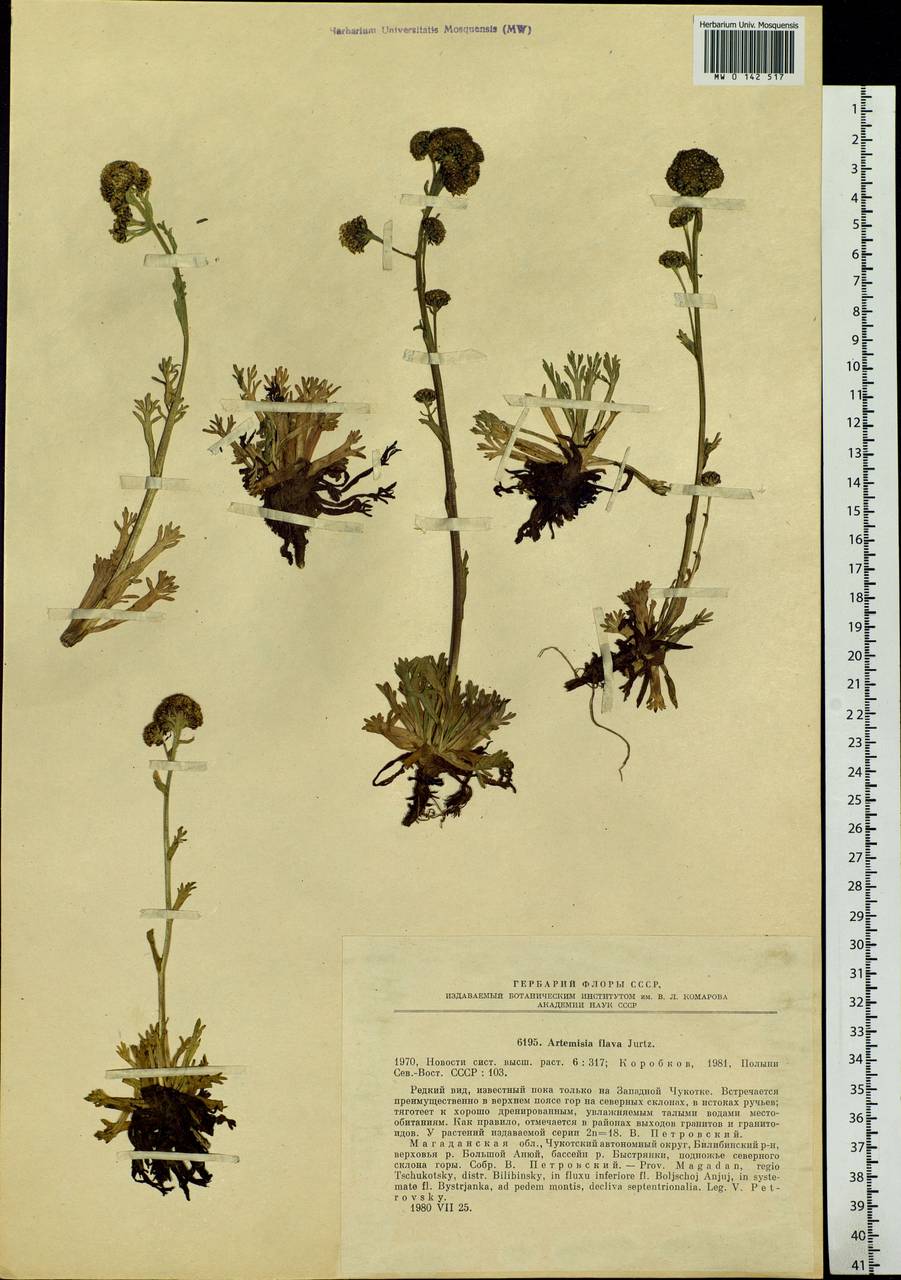 Artemisia globularia subsp. lutea (Hultén) L. M. Shultz, Siberia, Chukotka & Kamchatka (S7) (Russia)