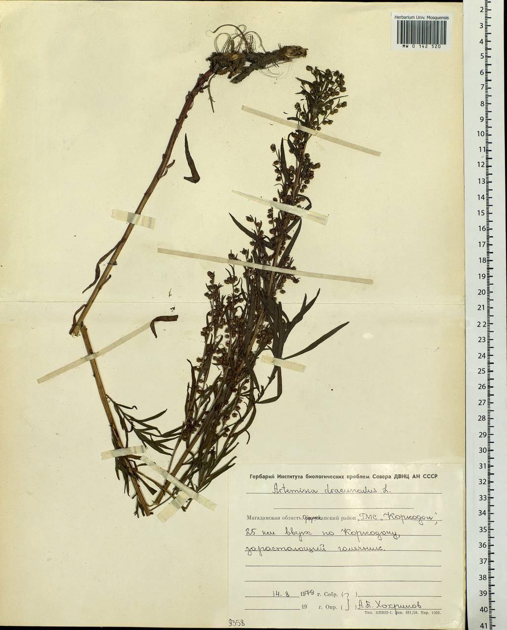 Artemisia dracunculus L., Siberia, Chukotka & Kamchatka (S7) (Russia)