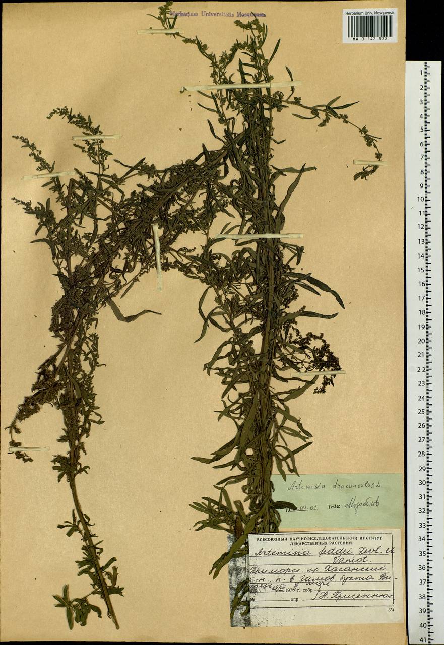 Artemisia dracunculus L., Siberia, Russian Far East (S6) (Russia)