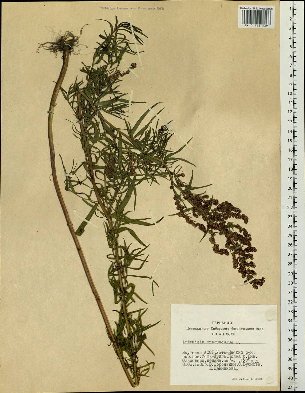 Artemisia dracunculus L., Siberia, Yakutia (S5) (Russia)