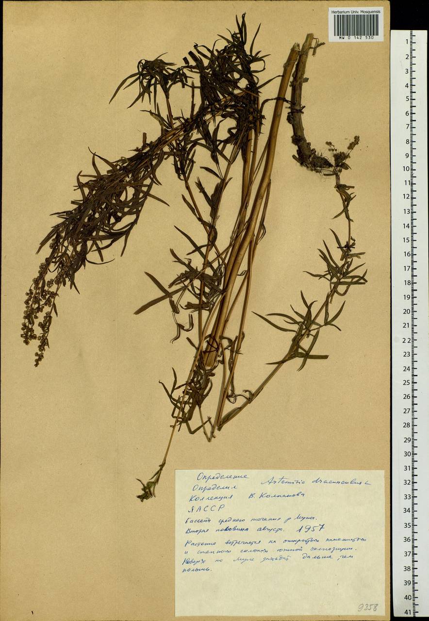 Artemisia dracunculus L., Siberia, Yakutia (S5) (Russia)