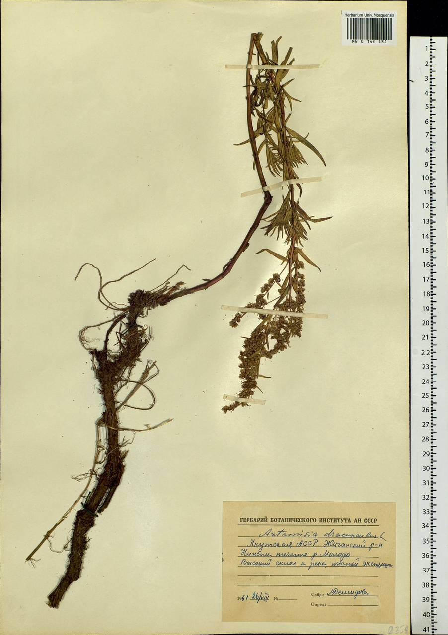 Artemisia dracunculus L., Siberia, Yakutia (S5) (Russia)