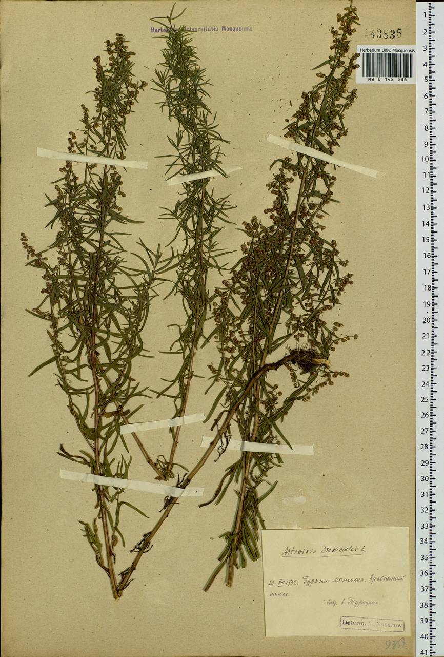 Artemisia dracunculus L., Siberia, Baikal & Transbaikal region (S4) (Russia)