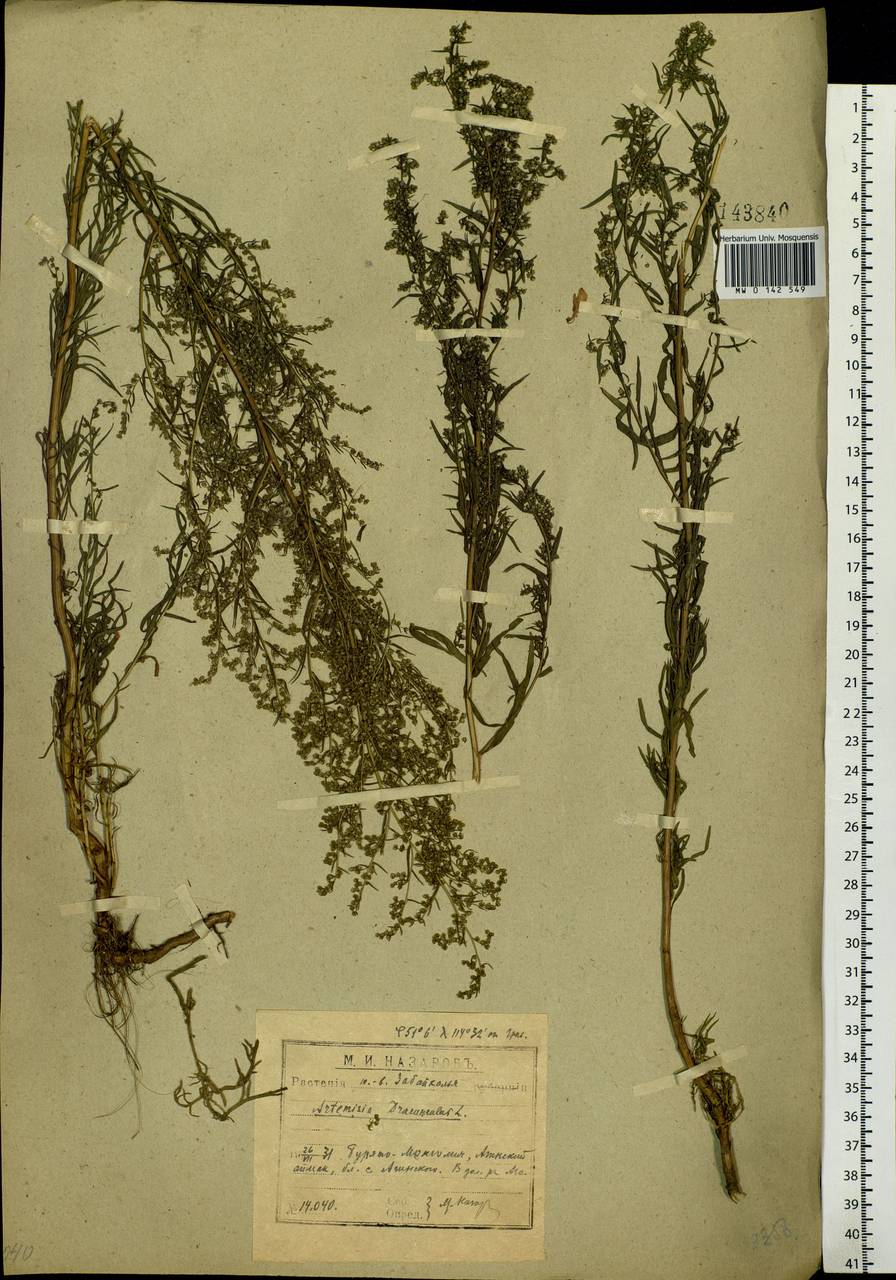 Artemisia dracunculus L., Siberia, Baikal & Transbaikal region (S4) (Russia)