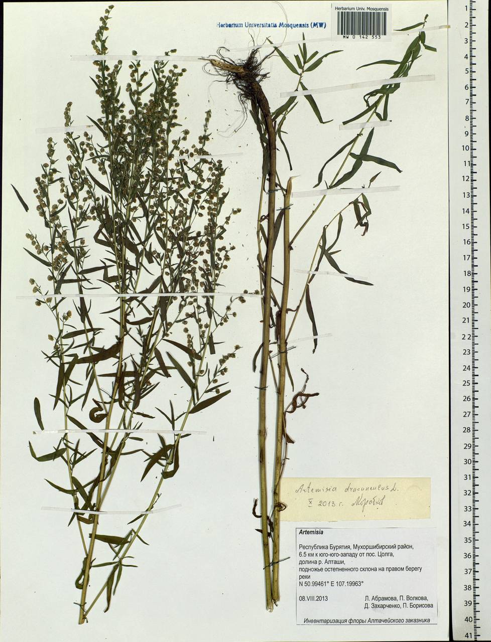 Artemisia dracunculus L., Siberia, Baikal & Transbaikal region (S4) (Russia)