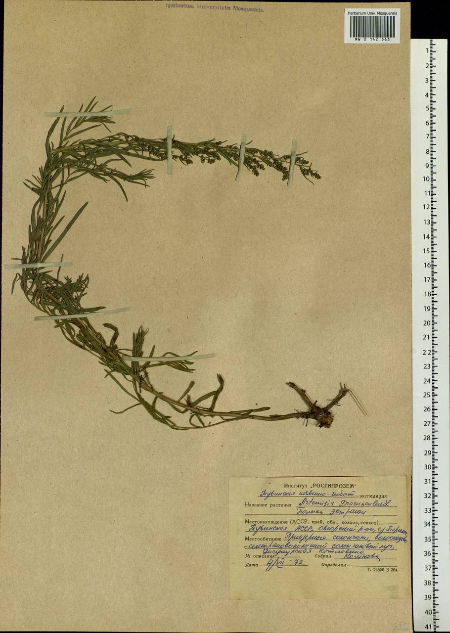 Artemisia dracunculus L., Siberia, Altai & Sayany Mountains (S2) (Russia)