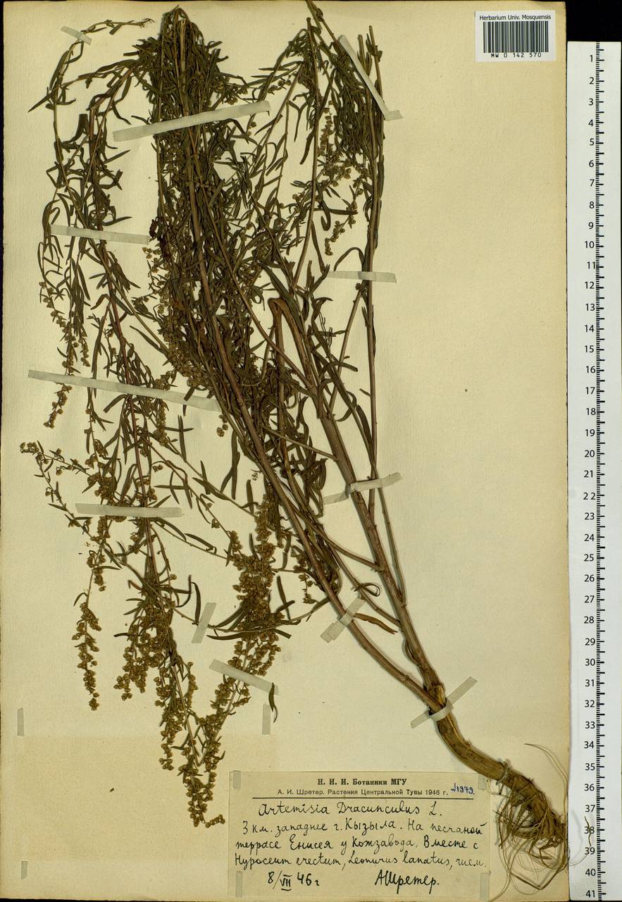 Artemisia dracunculus L., Siberia, Altai & Sayany Mountains (S2) (Russia)