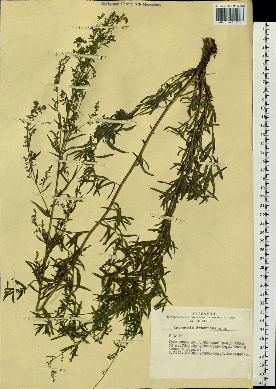 Artemisia dracunculus L., Siberia, Altai & Sayany Mountains (S2) (Russia)