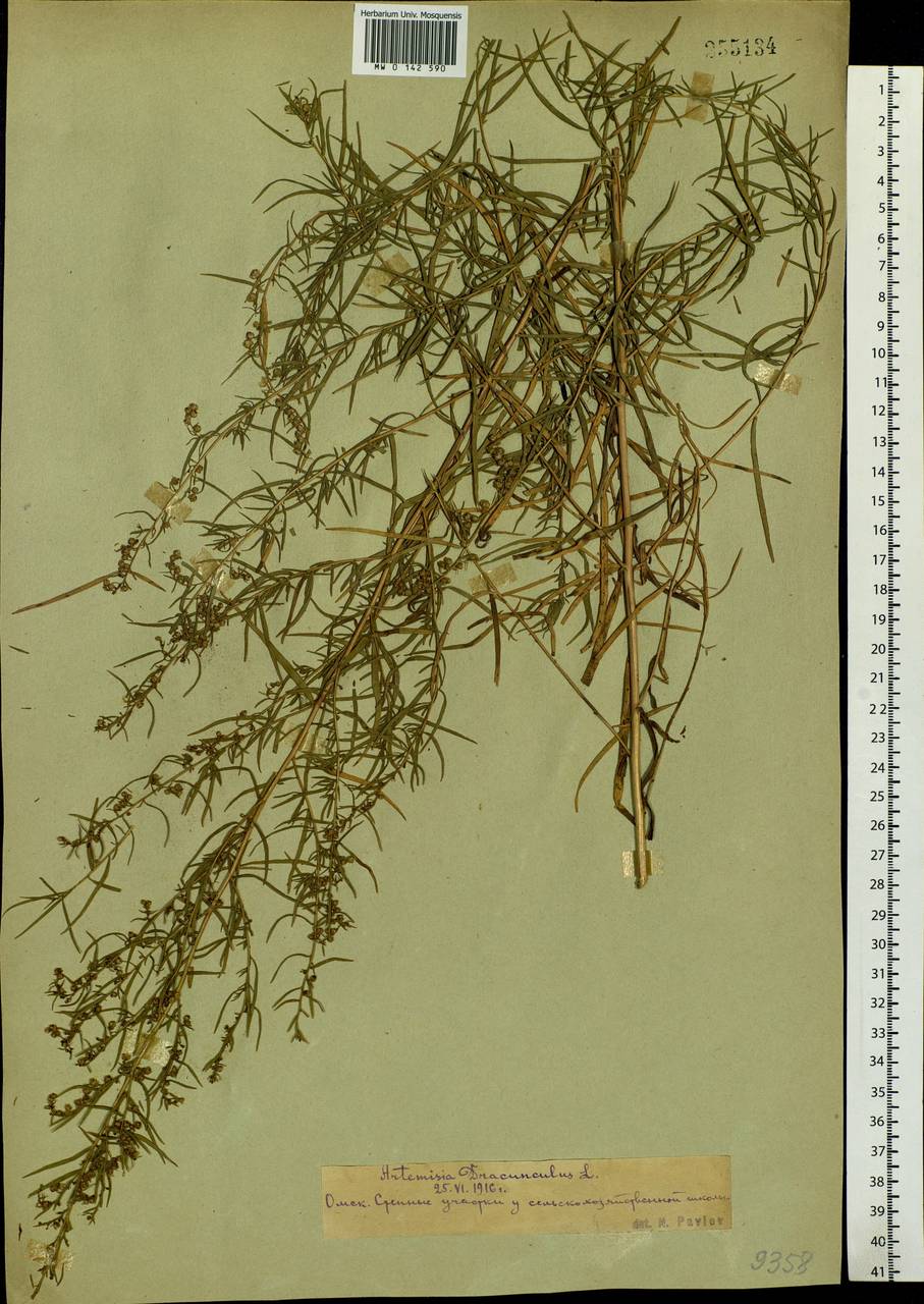 Artemisia dracunculus L., Siberia, Western Siberia (S1) (Russia)