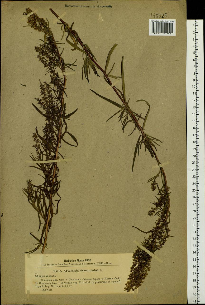 Artemisia dracunculus L., Siberia, Western Siberia (S1) (Russia)