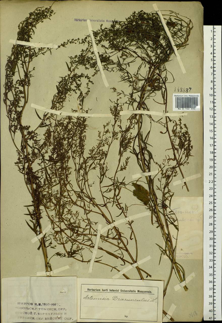 Artemisia dracunculus L., Siberia, Western Siberia (S1) (Russia)
