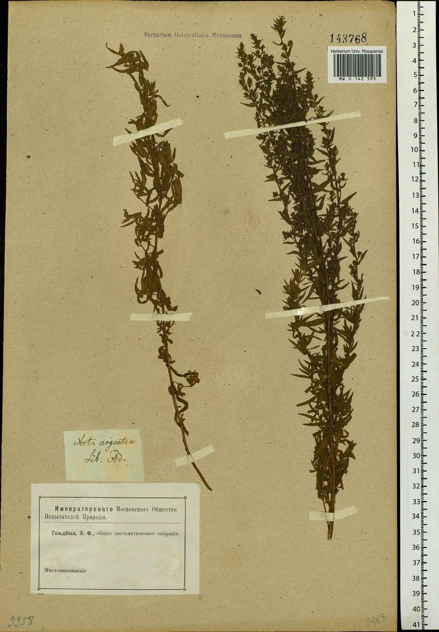 Artemisia dracunculus L., Siberia (no precise locality) (S0) (Russia)