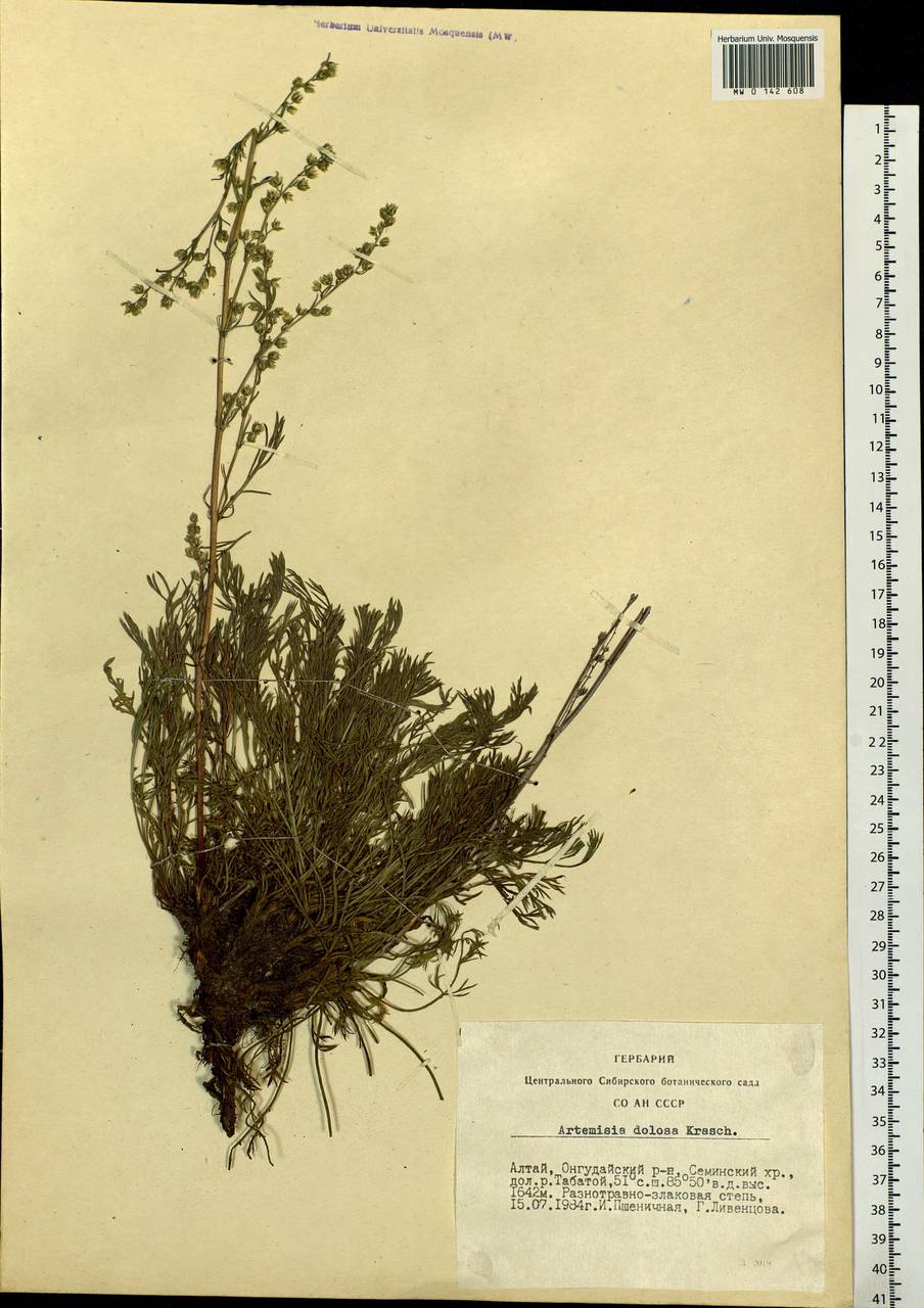 Artemisia dolosa Krasch., Siberia, Altai & Sayany Mountains (S2) (Russia)