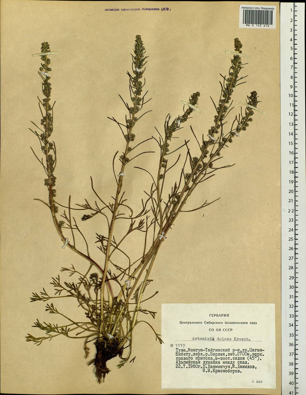 Artemisia dolosa Krasch., Siberia, Altai & Sayany Mountains (S2) (Russia)
