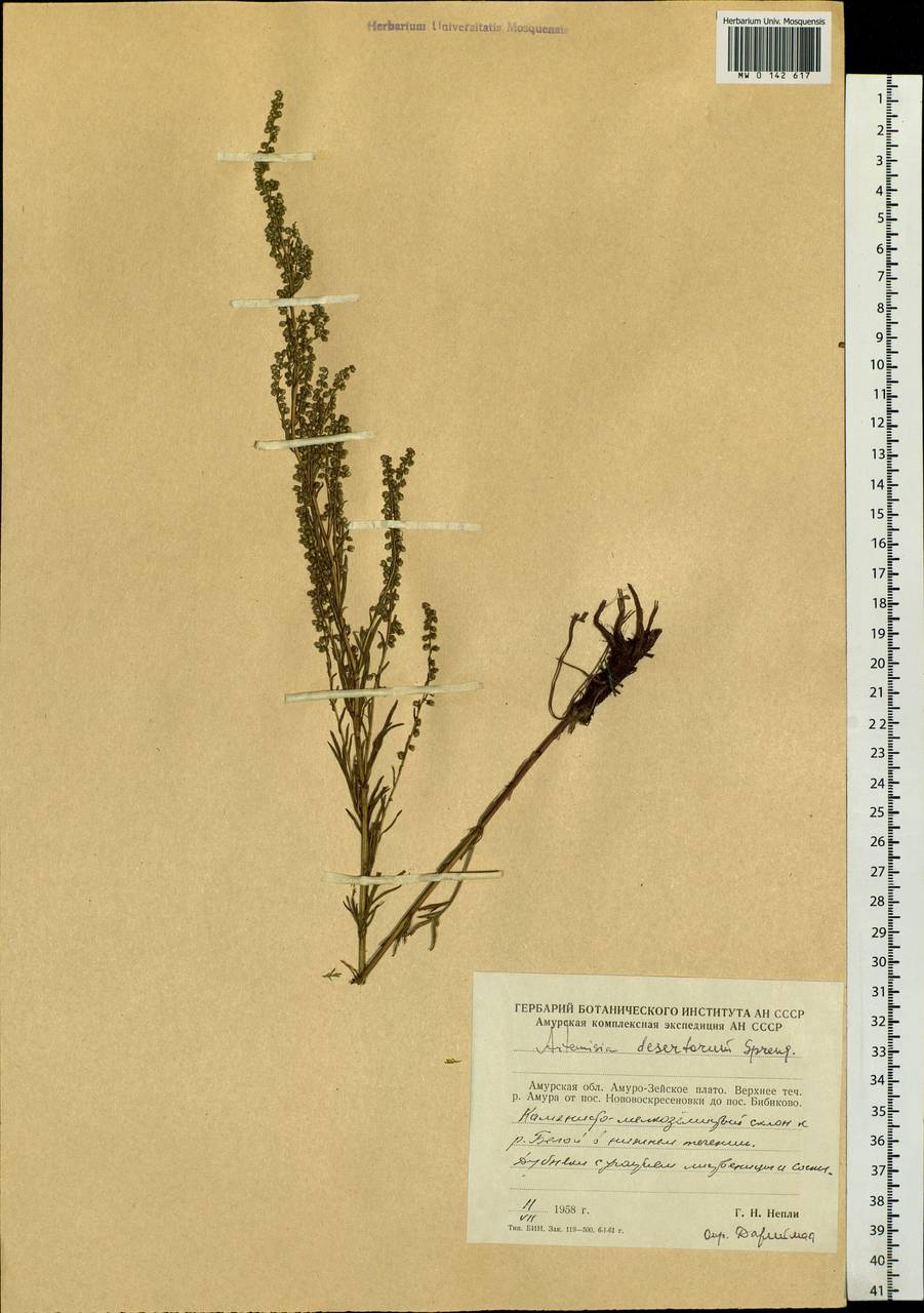 Artemisia desertorum Spreng., Siberia, Russian Far East (S6) (Russia)