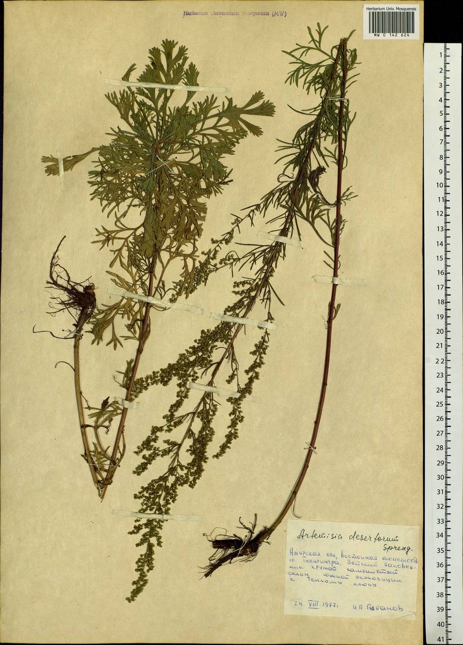 Artemisia desertorum Spreng., Siberia, Russian Far East (S6) (Russia)