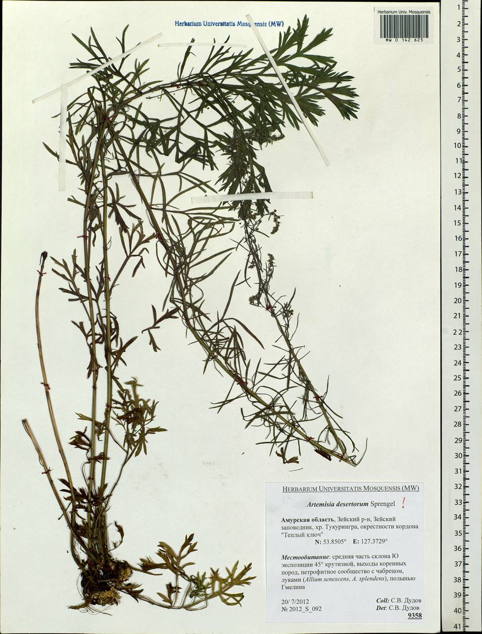 Artemisia desertorum Spreng., Siberia, Russian Far East (S6) (Russia)