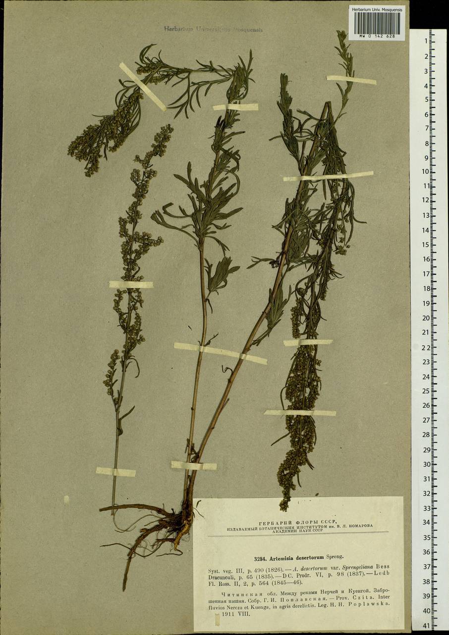 Artemisia desertorum Spreng., Siberia, Baikal & Transbaikal region (S4) (Russia)