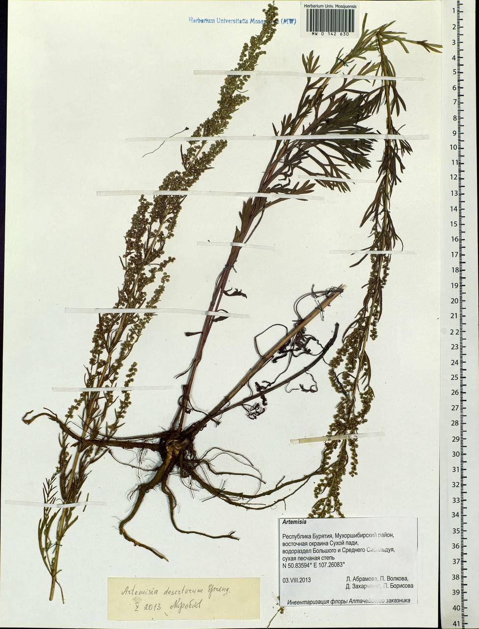 Artemisia desertorum Spreng., Siberia, Baikal & Transbaikal region (S4) (Russia)