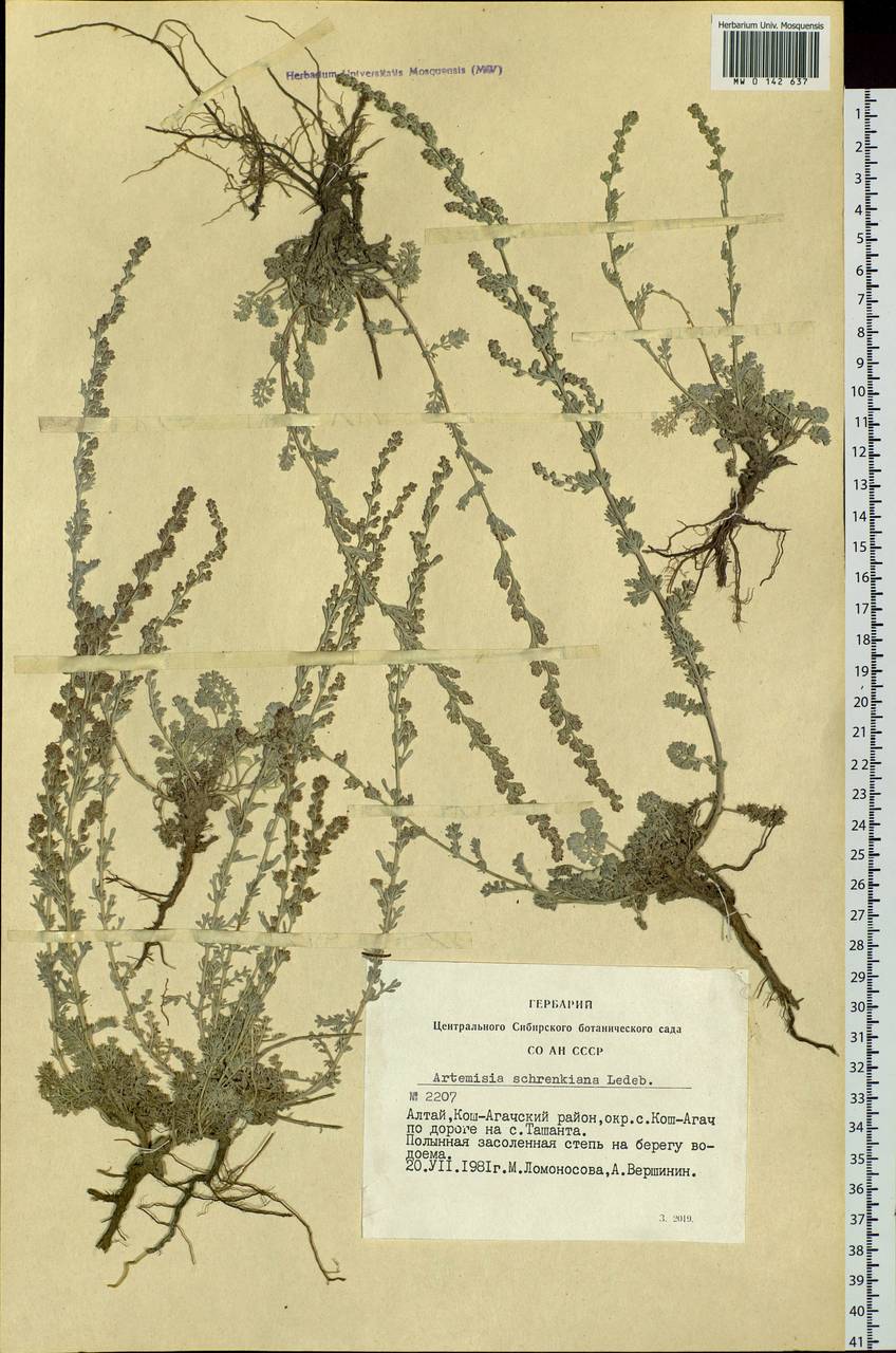 Artemisia compacta Fisch. ex Besser, Siberia, Altai & Sayany Mountains (S2) (Russia)