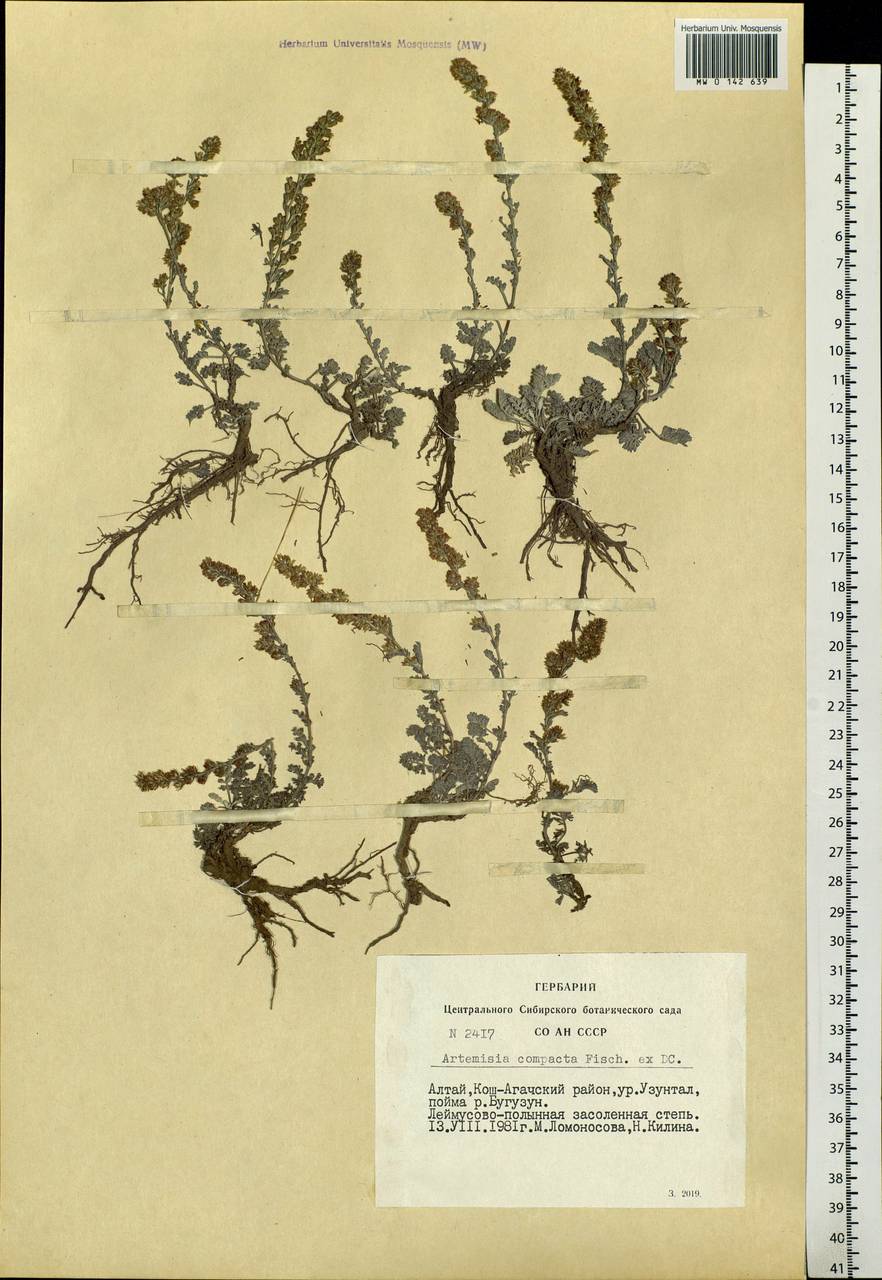 Artemisia compacta Fisch. ex Besser, Siberia, Altai & Sayany Mountains (S2) (Russia)