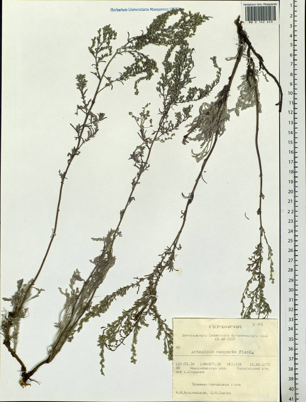 Artemisia compacta Fisch. ex Besser, Siberia, Western Siberia (S1) (Russia)