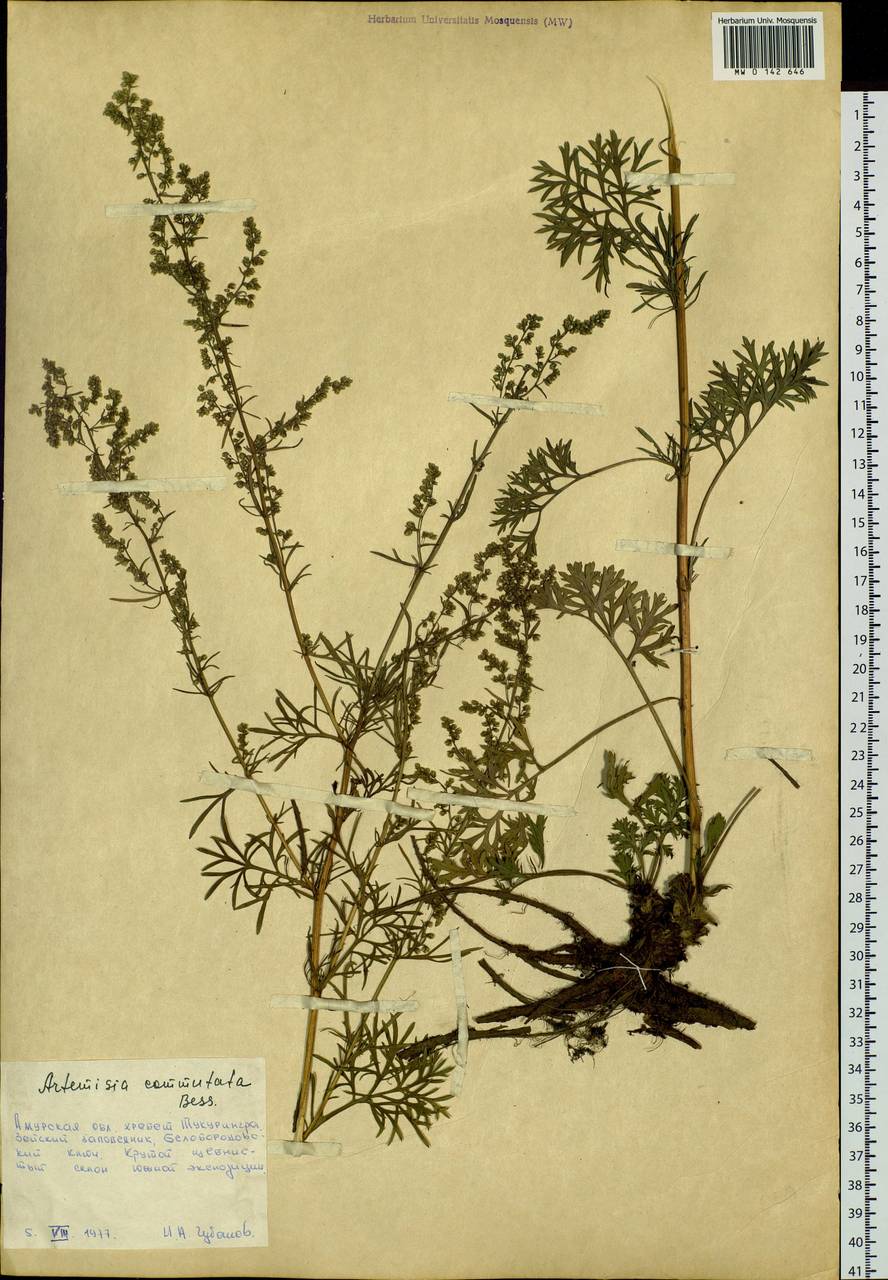 Artemisia pubescens Ledeb., Siberia, Russian Far East (S6) (Russia)