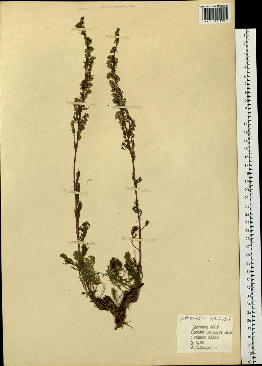 Artemisia pubescens Ledeb., Siberia, Yakutia (S5) (Russia)