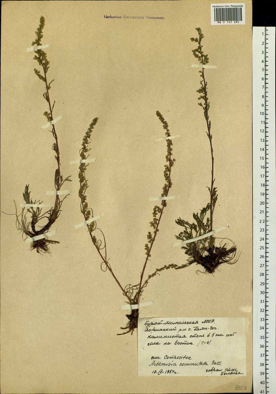 Artemisia pubescens Ledeb., Siberia, Baikal & Transbaikal region (S4) (Russia)