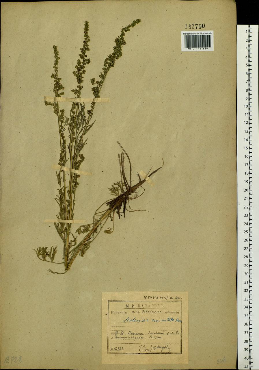 Artemisia pubescens Ledeb., Siberia, Baikal & Transbaikal region (S4) (Russia)