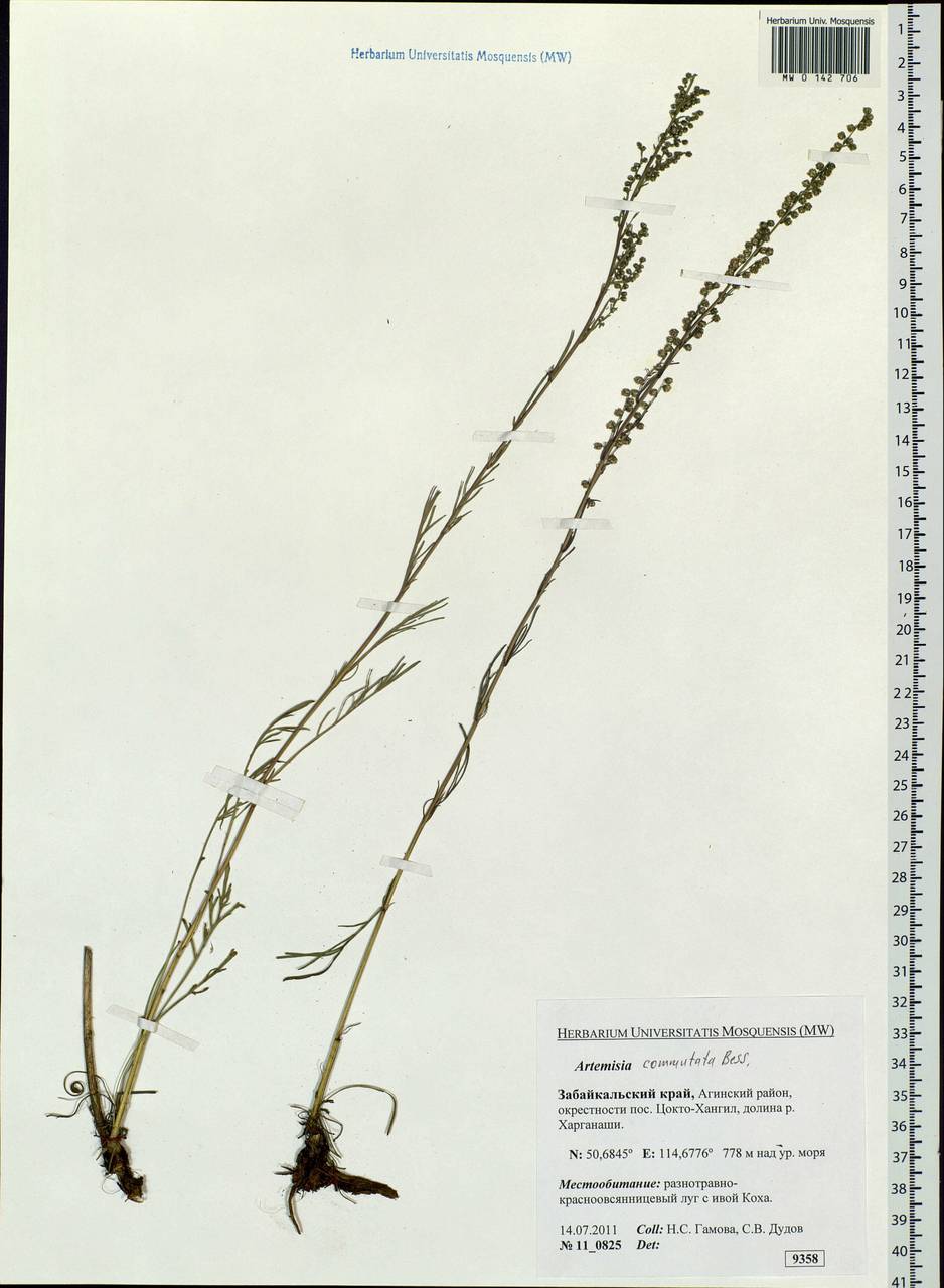 Artemisia pubescens Ledeb., Siberia, Baikal & Transbaikal region (S4) (Russia)