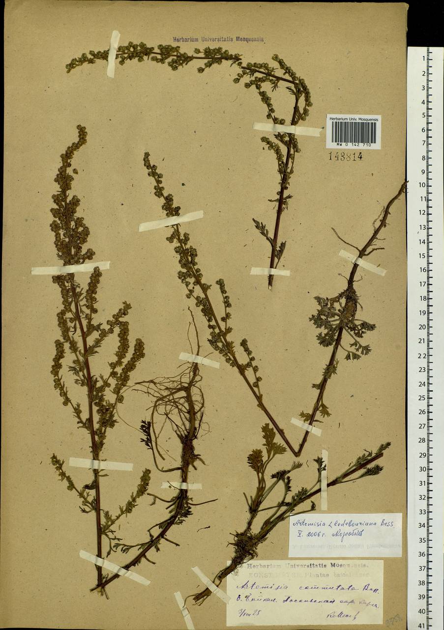 Artemisia pubescens Ledeb., Siberia, Baikal & Transbaikal region (S4) (Russia)