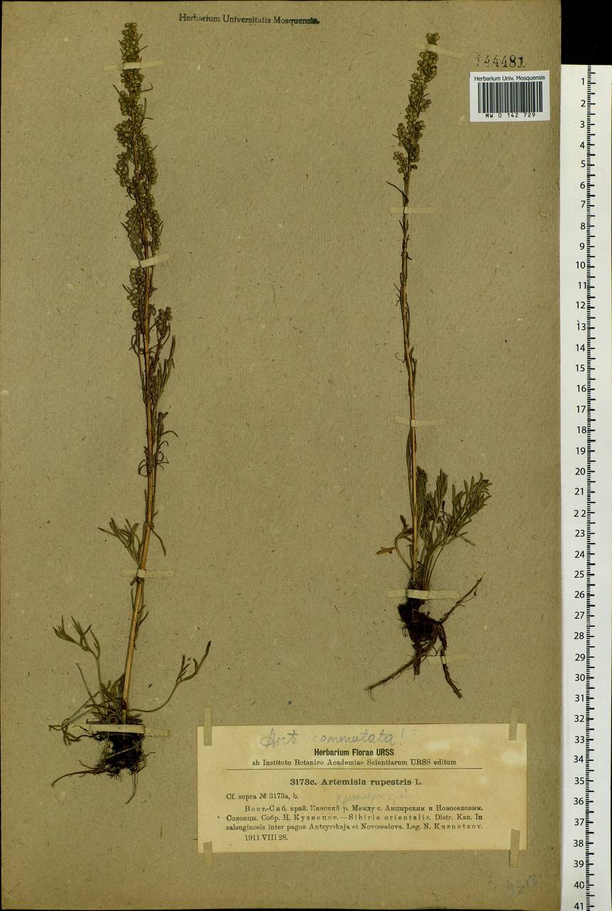 Artemisia pubescens Ledeb., Siberia, Central Siberia (S3) (Russia)