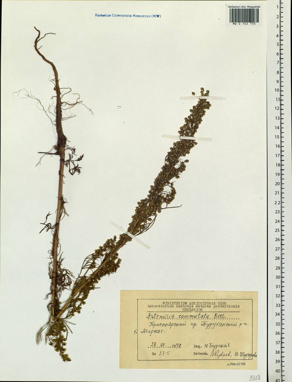 Artemisia pubescens Ledeb., Siberia, Central Siberia (S3) (Russia)