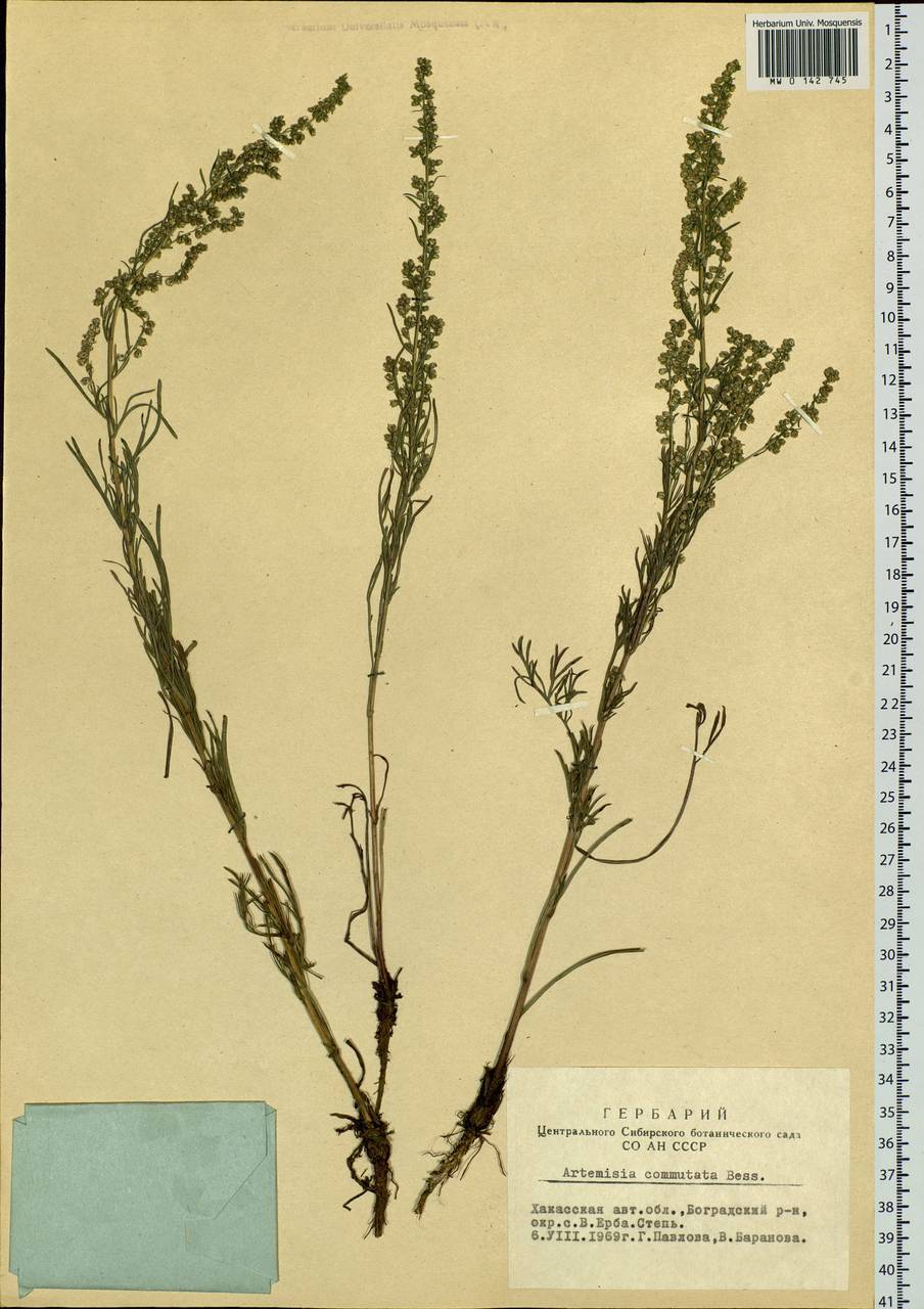 Artemisia pubescens Ledeb., Siberia, Altai & Sayany Mountains (S2) (Russia)