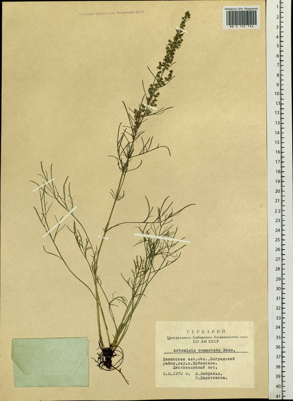 Artemisia pubescens Ledeb., Siberia, Altai & Sayany Mountains (S2) (Russia)