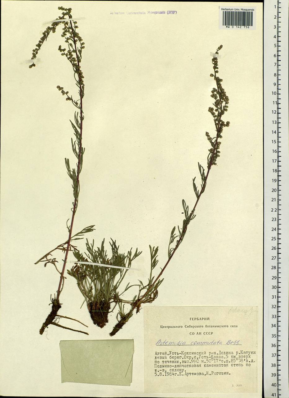 Artemisia pubescens Ledeb., Siberia, Altai & Sayany Mountains (S2) (Russia)