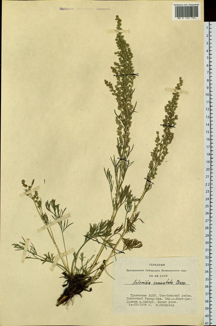 Artemisia pubescens Ledeb., Siberia, Altai & Sayany Mountains (S2) (Russia)