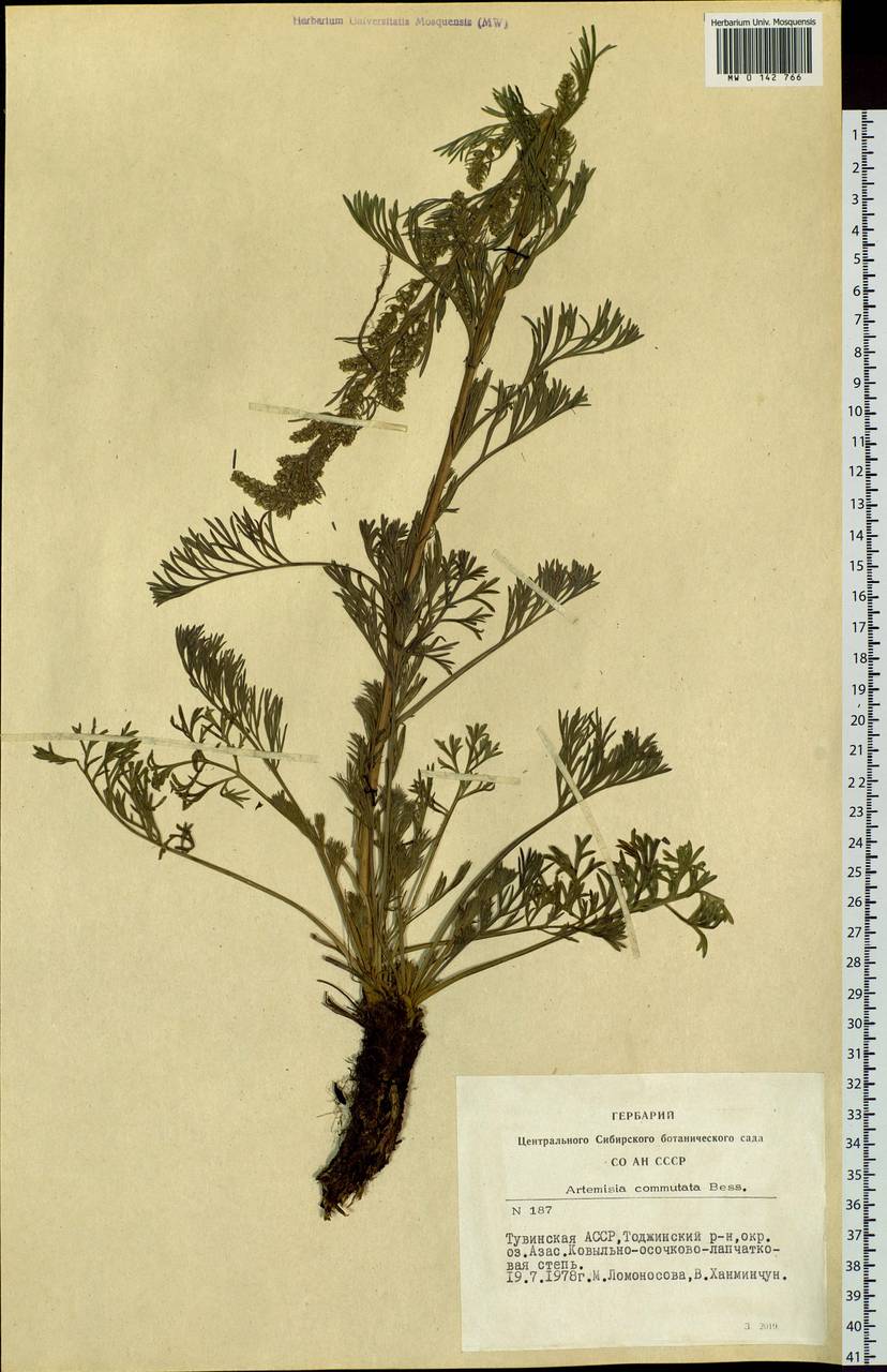 Artemisia pubescens Ledeb., Siberia, Altai & Sayany Mountains (S2) (Russia)