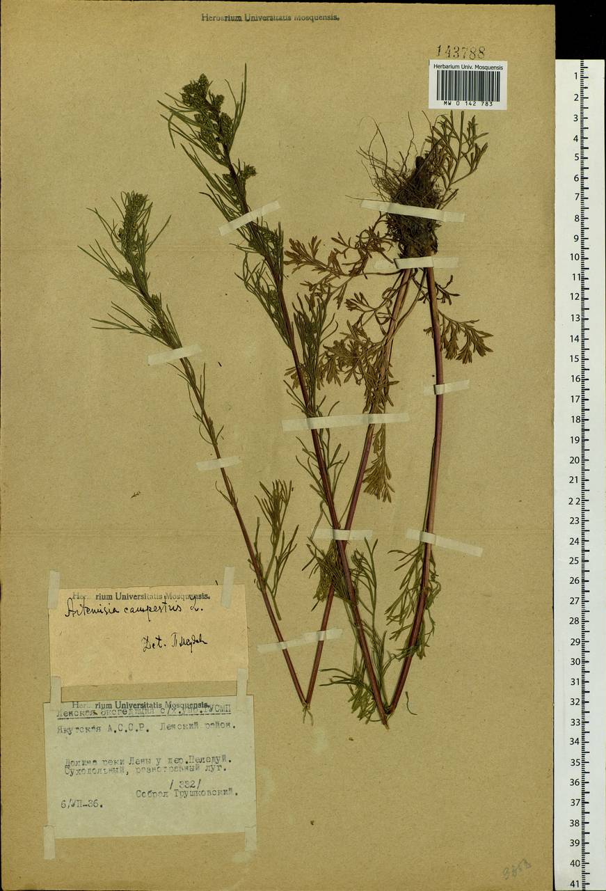 Artemisia campestris, Siberia, Yakutia (S5) (Russia)