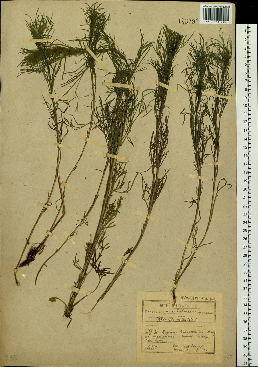Artemisia campestris, Siberia, Baikal & Transbaikal region (S4) (Russia)