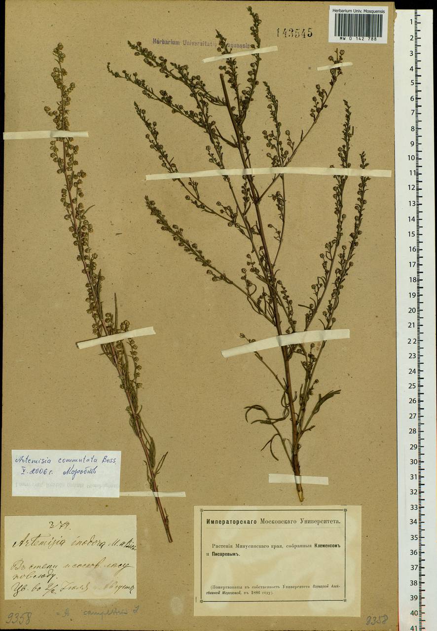 Artemisia campestris L., Siberia, Altai & Sayany Mountains (S2) (Russia)