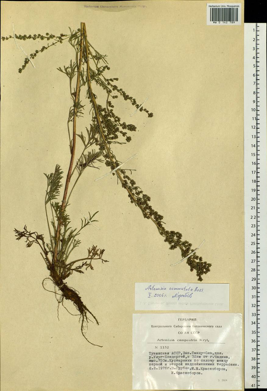 Artemisia campestris, Siberia, Altai & Sayany Mountains (S2) (Russia)