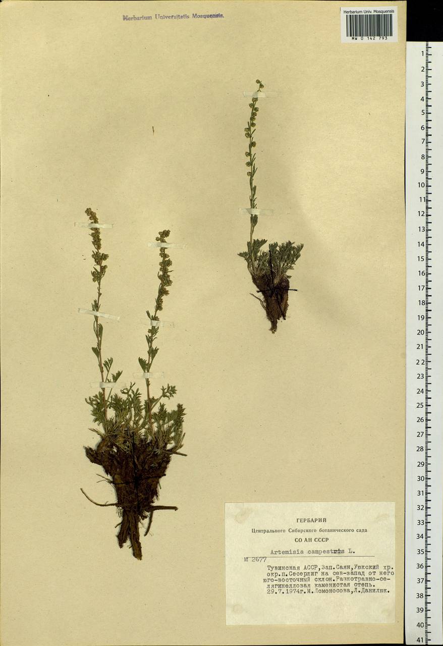Artemisia campestris, Siberia, Altai & Sayany Mountains (S2) (Russia)