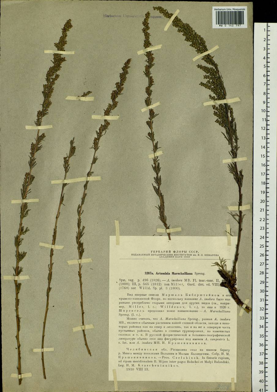 Artemisia campestris L., Eastern Europe, Eastern region (E10) (Russia)