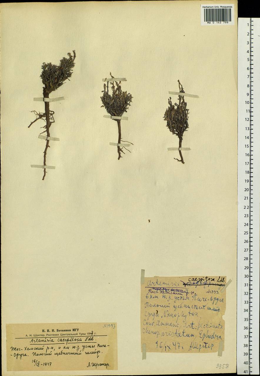 Artemisia caespitosa Ledeb., Siberia, Altai & Sayany Mountains (S2) (Russia)