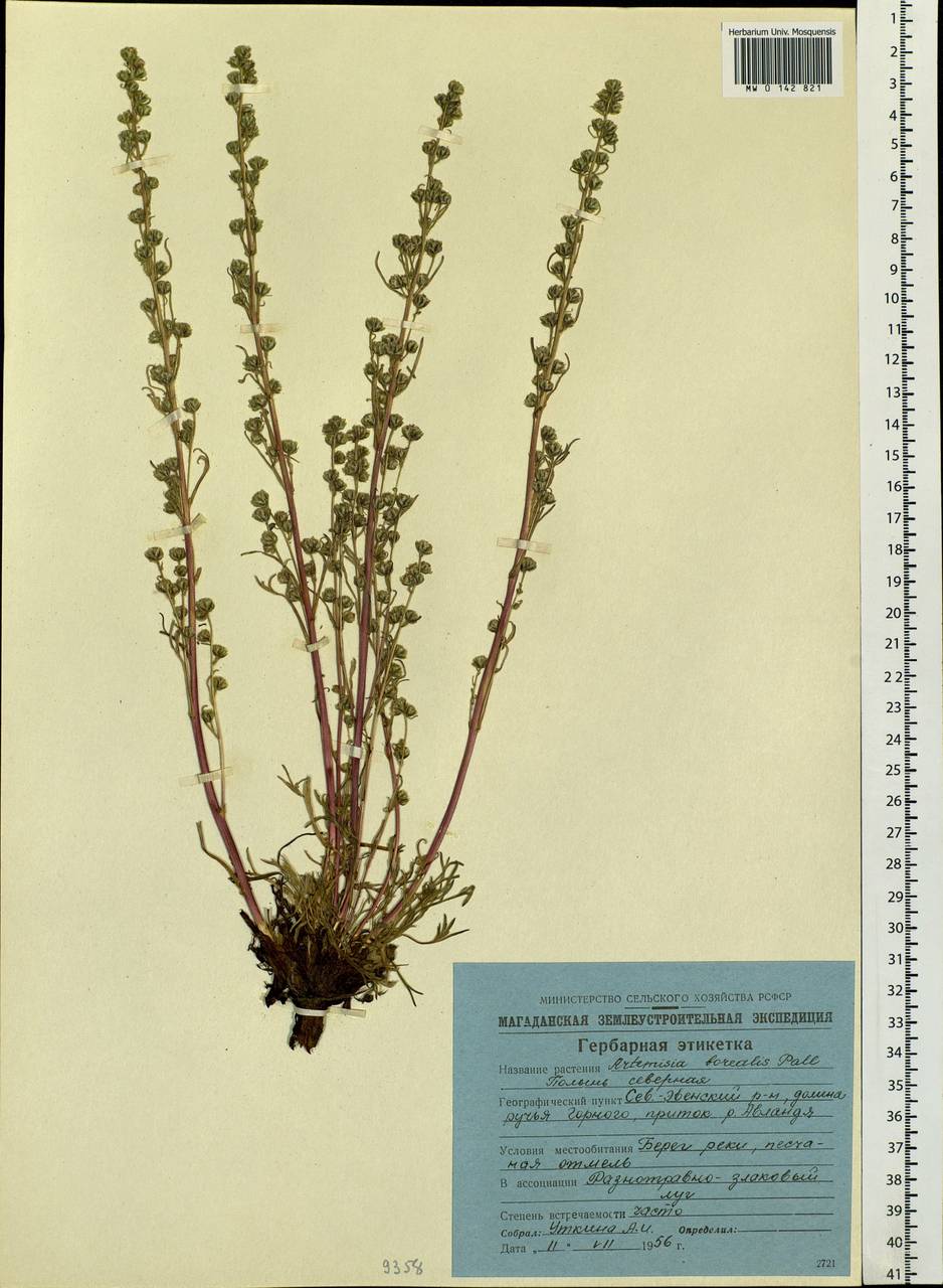 Artemisia borealis Pall., Siberia, Chukotka & Kamchatka (S7) (Russia)