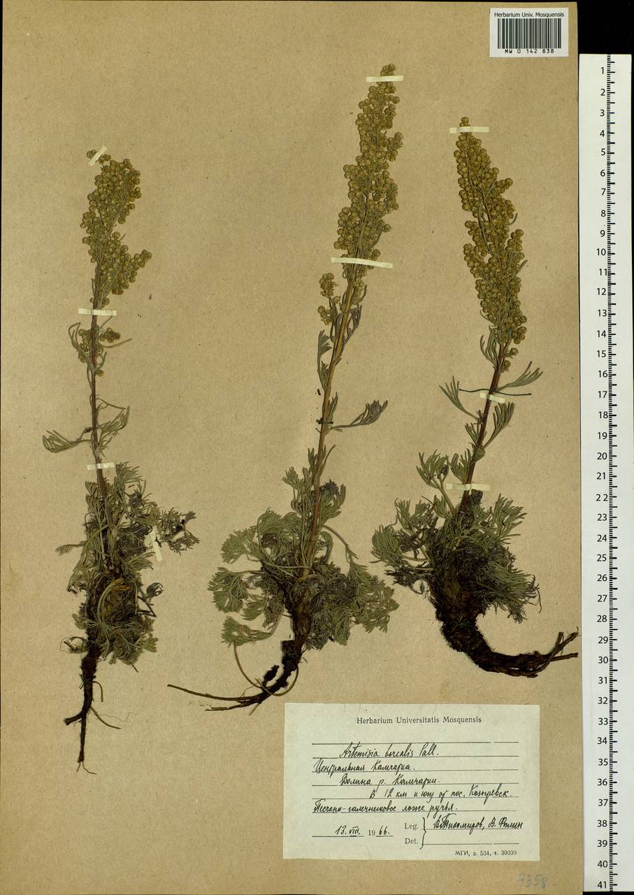 Artemisia borealis Pall., Siberia, Chukotka & Kamchatka (S7) (Russia)
